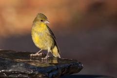 yellowfinch-a